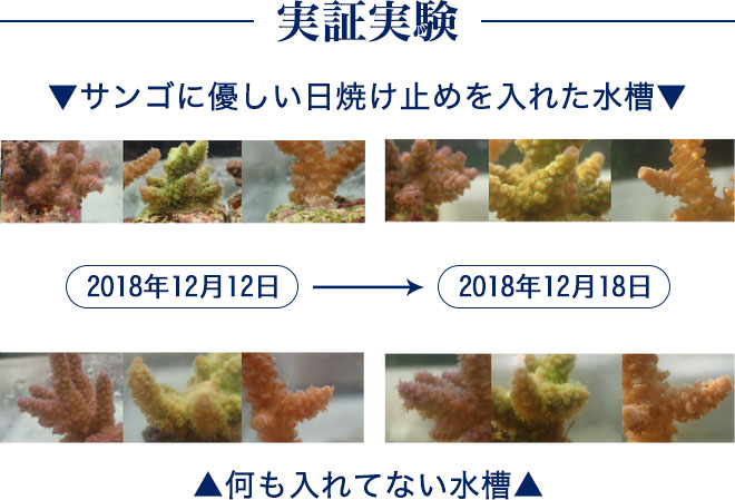 実証実験