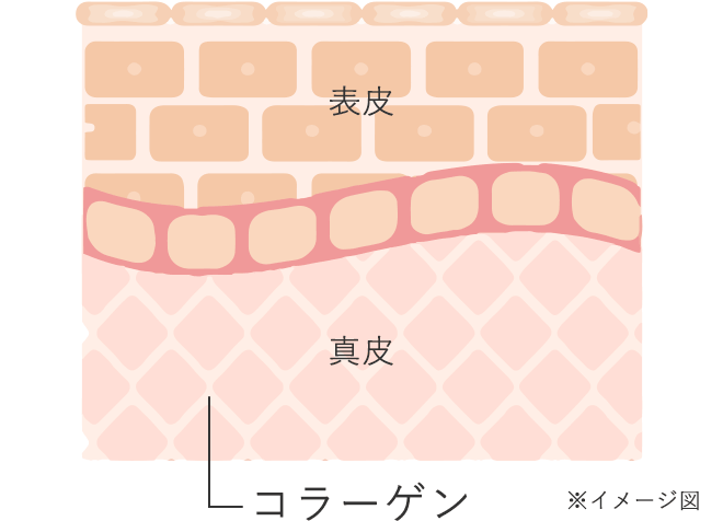 肌断面