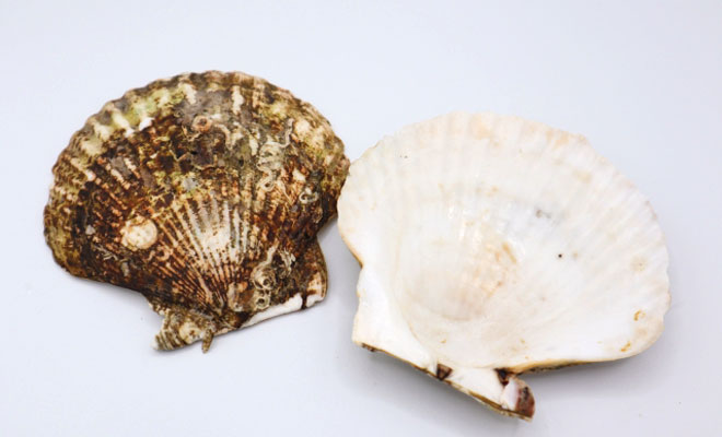 ホタテの貝殻