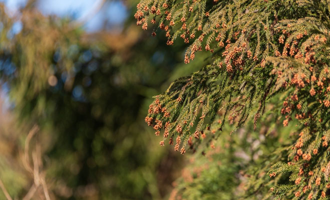 スギ花粉