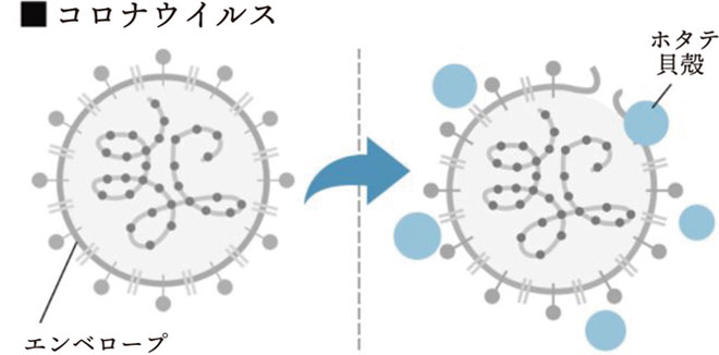 コロナウイルス