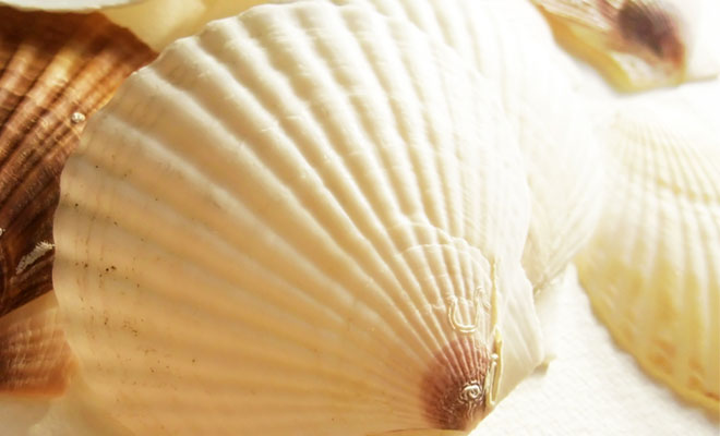 ホタテの貝殻