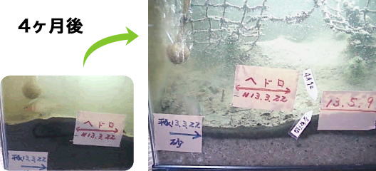 水槽でヘドロ実験