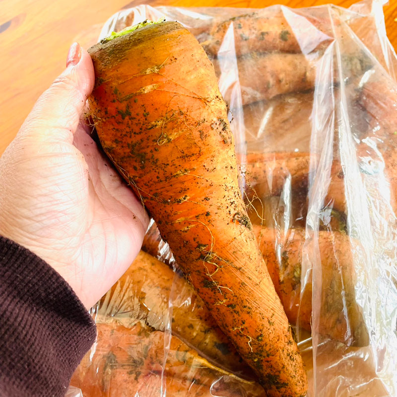 菌ちゃんにんじん