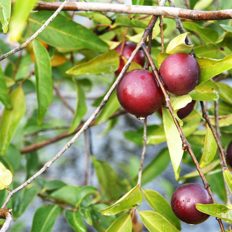 ビタミンCは美肌の救世主 カムカム100％果汁